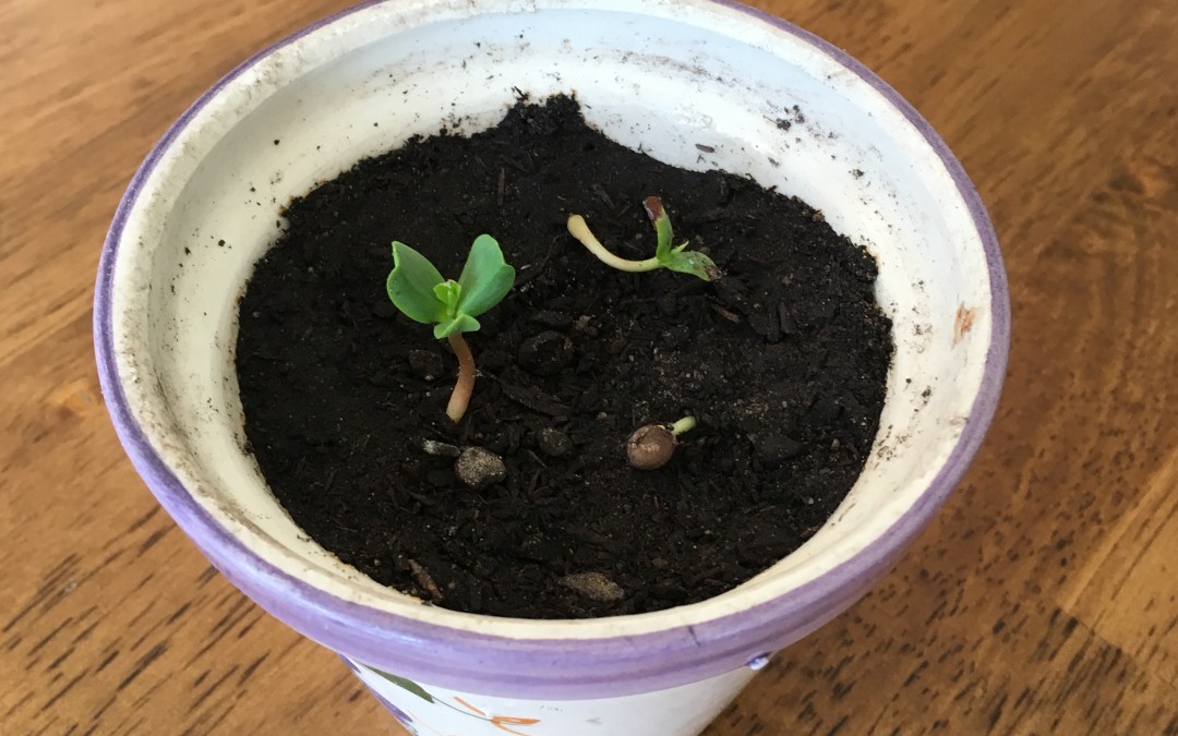 Apple Seedlings growing in a window pot.