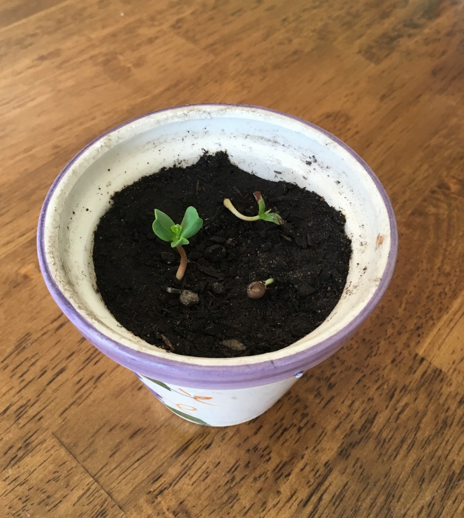 Apple Seedlings