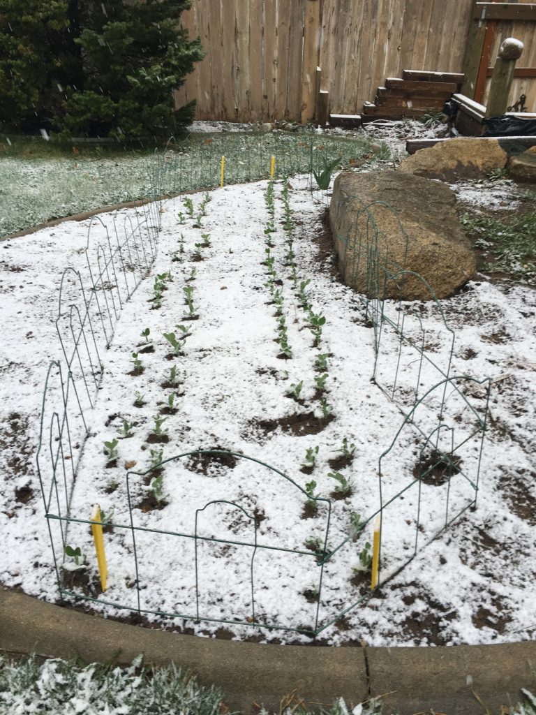 Peas with a new dusting of snow.