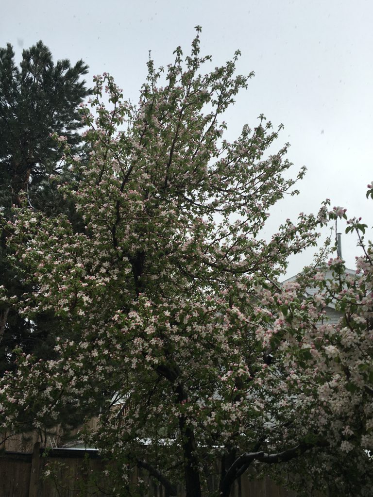 Apple Tree Blooming in Early Spring