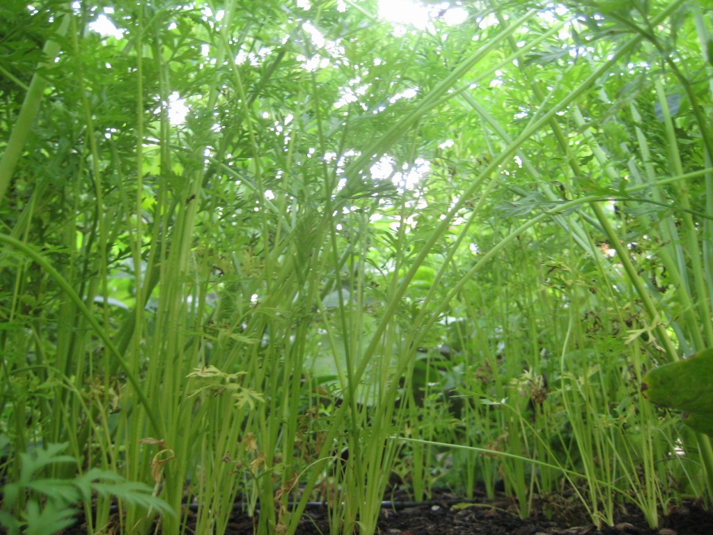 raised bed environment for Carrots