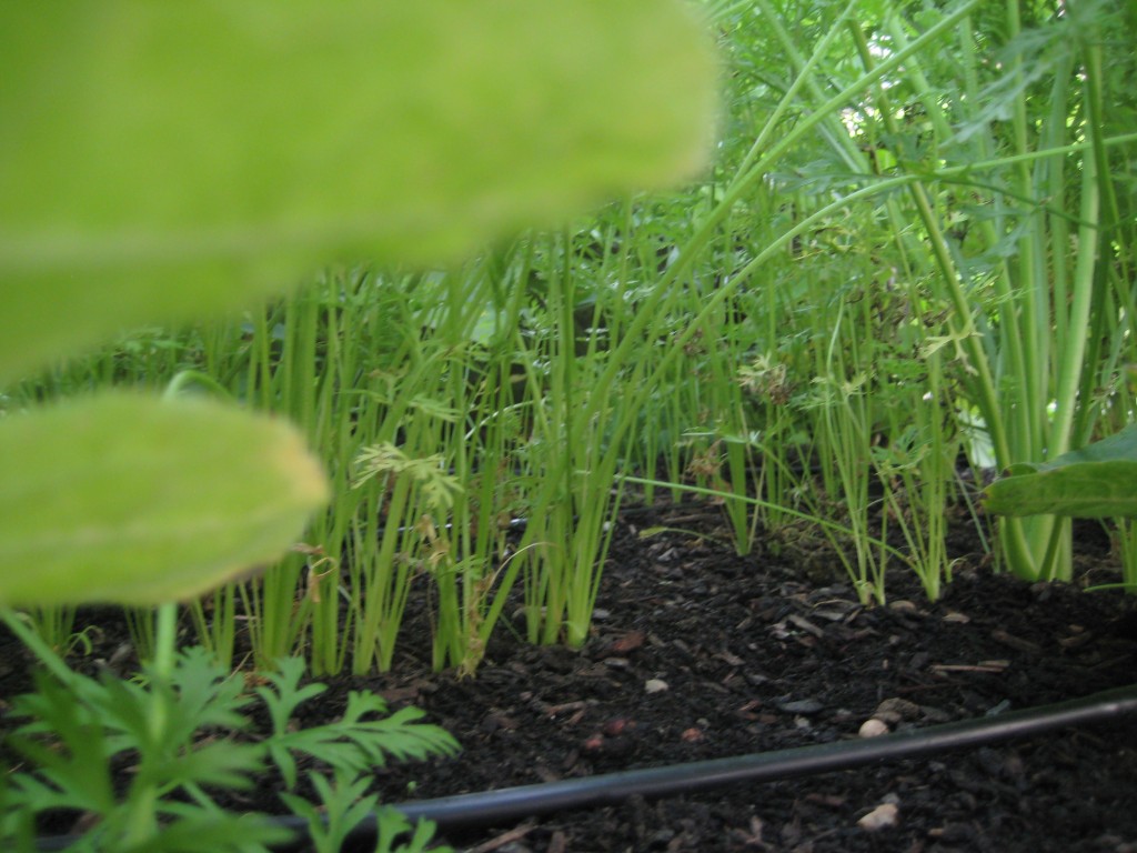 raised bed environment drip system