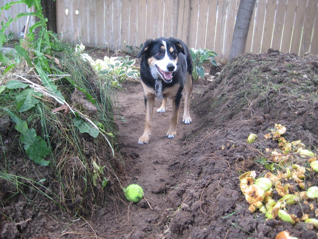 This is our female dog Scout.